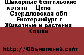  Шикарные бенгальские котята  › Цена ­ 25 000 - Свердловская обл., Екатеринбург г. Животные и растения » Кошки   